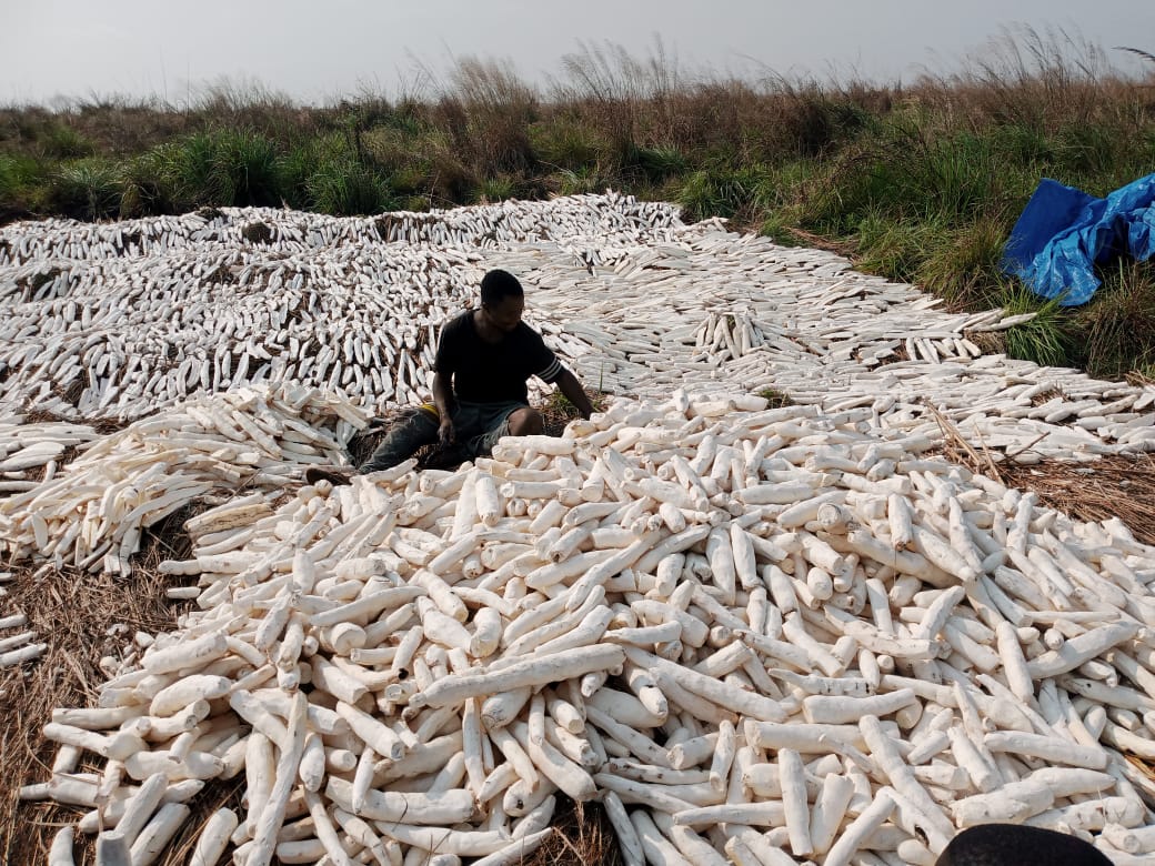 Aire de séchage et transformation du manioc
